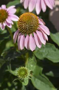 Pink coneflower flowers - Latin name - Echinacea purpurea