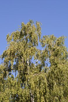 Common birch - Latin name - Betula pendula