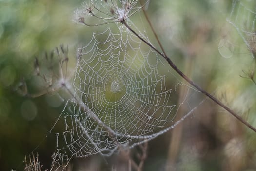Morning dew on a spider web, close-up