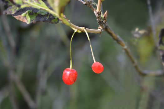 Alpine Honeysuckle berries - Latin name - Lonicera alpigena