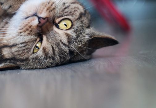 Upside down British short-hair cat laying on floor