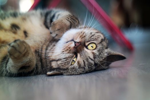 Upside down British short-hair cat laying on floor