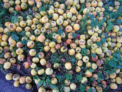 a pile of fallen rotting apples is lying on the grass