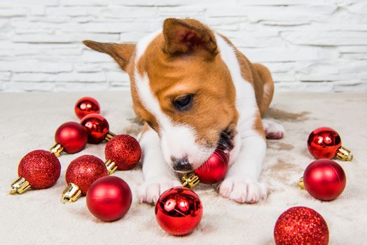 Funny Basenji puppy dog is playing with red christmas balls