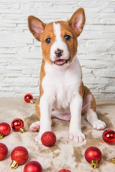 Funny Basenji puppy dog is playing with red christmas balls