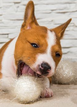 Funny Basenji puppy dog with white ball or snowball on New Year, Christmas