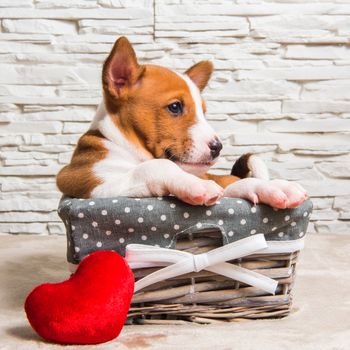 Funny red Basenji puppy dog in the basket with red heart on Valentine Day, greeting card