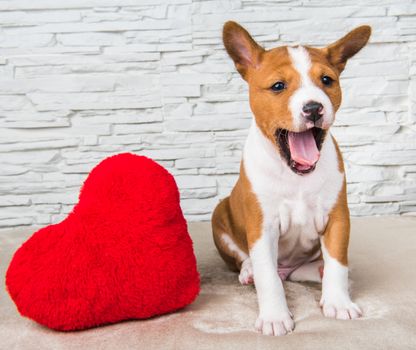 Funny red Basenji puppy dog with red heart, dog is smiling