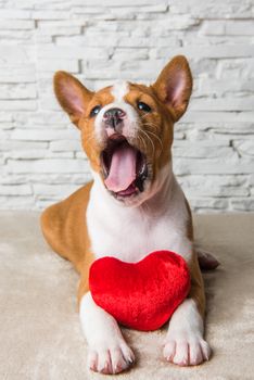 Funny red Basenji puppy dog with red heart, dog is smiling