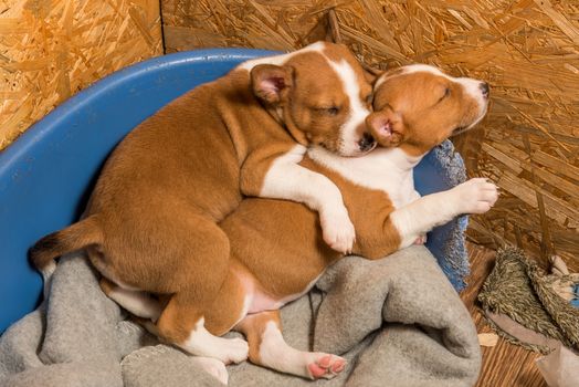 Two Funny small babies Basenji puppies dogs are sleeping sweetly huddling together in the aviary in couch.