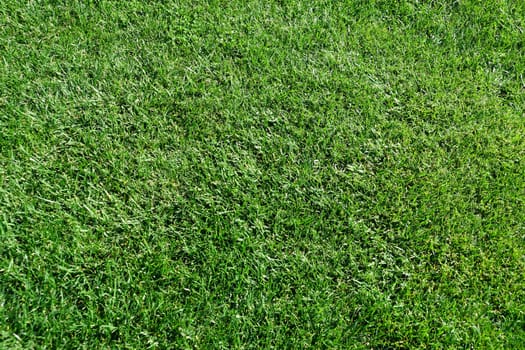 green grass texture for background