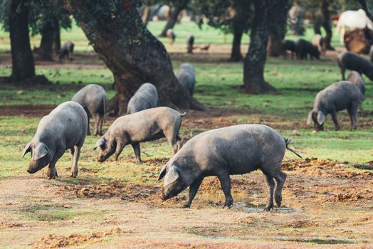 Pigs graze on farm in countryside of navalvillar de pela, Extremadura.