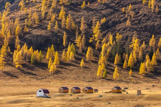 Altai mountains. Beautiful highland autumn panoramic landscape. Wooden huts in the foreground. Mountain slopes covered with golden trees in the background. Russia. Siberia.