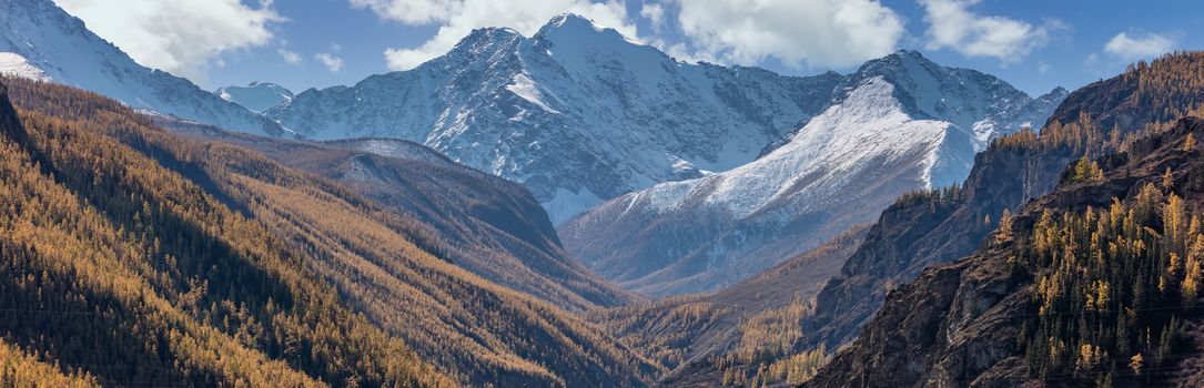 Altai mountains covered with snow. Beautiful highland autumn panoramic landscape. Slopes covered with golden trees in the foreground. Blue cloudy sky as a background. Russia. Siberia.