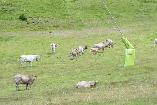 Grandvalira El Tarter : 2020 16 July : Cows in sky resort in summer On Grandvalira El Tarter on July 2020