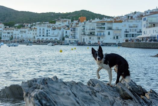 Border Collie in the beach and houses of the village of Cadaques, Spain. in the beach and houses of the village of Cadaques, Spain in summer.