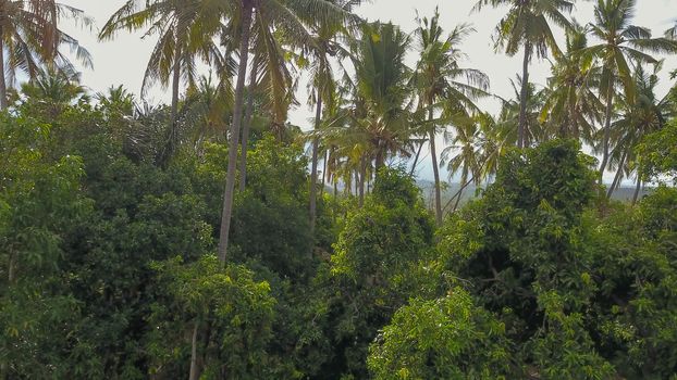 Coco palm tree on blue sky background. Sunny day on tropical island. Summer vacation banner template. Fluffy palm tree with green leaves. Coconut palms under sunlight. Exotic nature relaxing view.