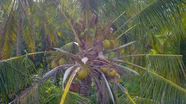 Coco palm tree on blue sky background. Sunny day on tropical island. Summer vacation banner template. Fluffy palm tree with green leaves. Coconut palms under sunlight. Exotic nature relaxing view.