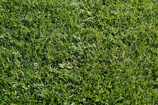 green grass texture for background