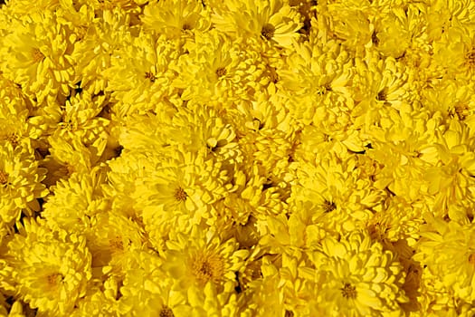 yellow chrysanthemum flower texture for background