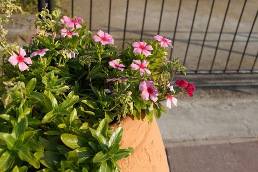 flowers in a large clay outdoor planter