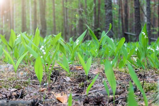 blooming lilies of the valley in the forest