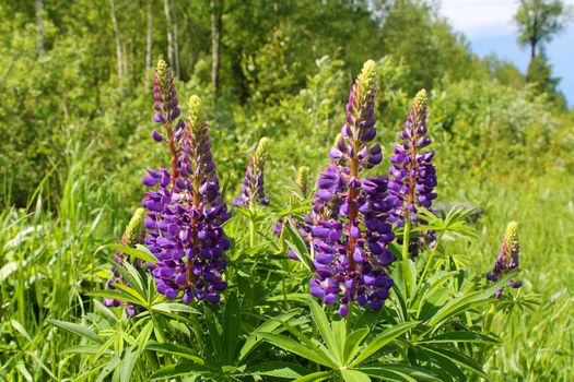 purple blooming lupins on the background of the forest