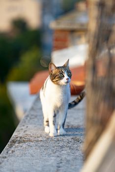 Homeless cat sitting on building terrace outdoors