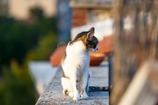 Homeless cat sitting on building terrace outdoors