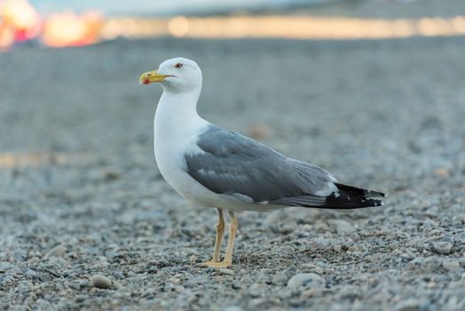 Seagull in Colliure, France.