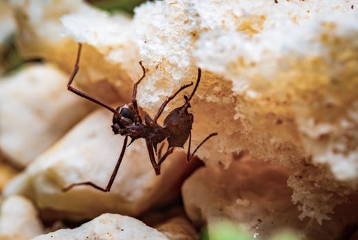 Macro photograph of a leaf cutter ant on a piece of bread