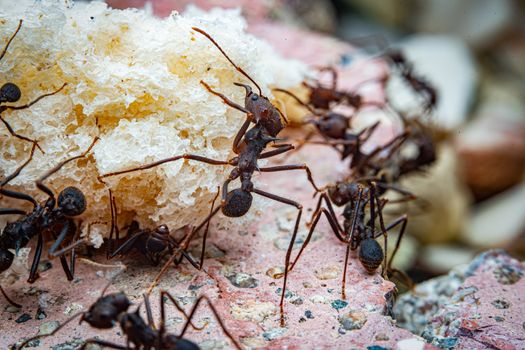 Macro photograph of leaf cutter ants on a piece of bread