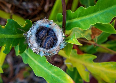 Two hummingbird chicks in their nest surrounded by vegetation