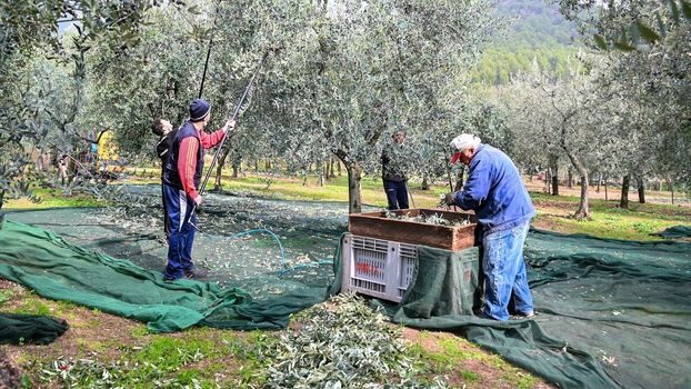 terni,italy november 12 2020:olive harvesting workers with towels and hydraulic hands