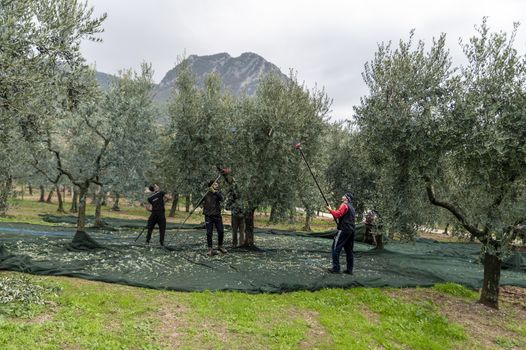 terni,italy november 12 2020:olive harvesting workers with towels and hydraulic hands
