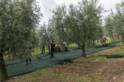 terni,italy november 12 2020:olive harvesting workers with towels and hydraulic hands