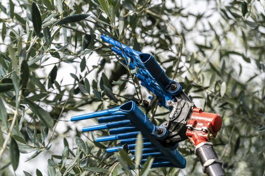 tool for harvesting olives on a stem during the harvesting period