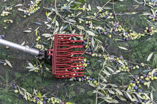 tool for harvesting olives on a stem during the harvesting period