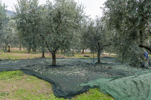 cloths positioned for olive harvesting under the trees