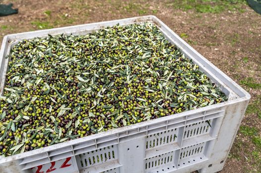 freshly picked olive deposited in the box with leaf residues