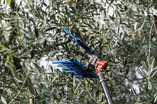 tool for harvesting olives on a stem during the harvesting period