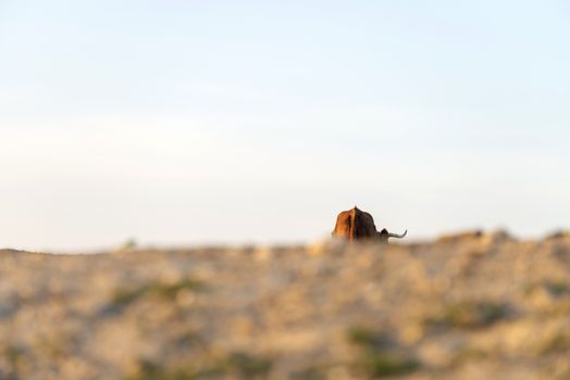 Lonely brown coat grazing on pasture