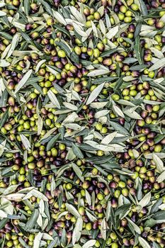 texture of the freshly harvested olive deposited in the bin