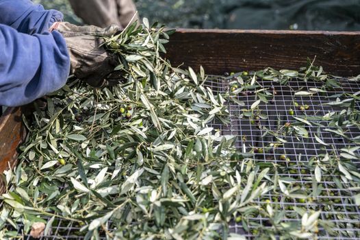 olive capatura from the leaves with passer during the harvest