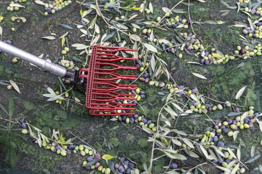 tool for harvesting olives on a stem during the harvesting period
