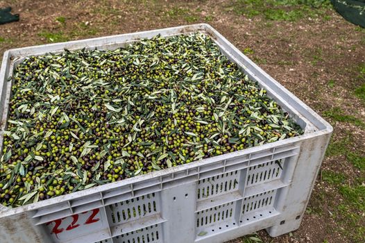 freshly picked olive deposited in the box with leaf residues
