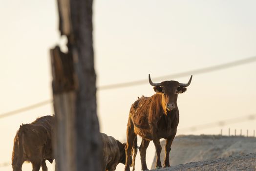 Brown mountain cows grazing on an pasture and looking at camera