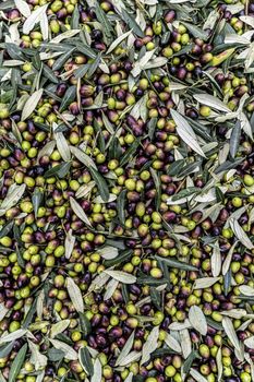 texture of the freshly harvested olive deposited in the bin