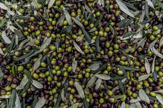 texture of the freshly harvested olive deposited in the bin