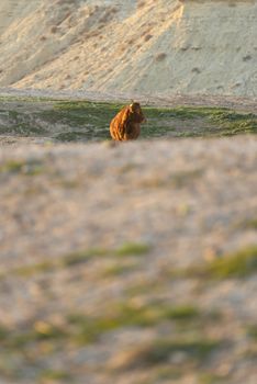 Lonely brown cow on pasture while looking at camera